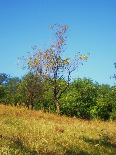 ALIM3011.JPG,  bytes